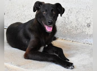 Ouzo - "Und wenn sie nicht weg sind......