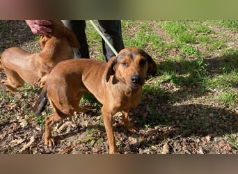 Yola - wie bei Hänsel und Gretel - nur schlimmer