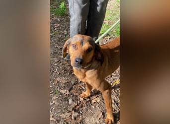 Yola - wie bei Hänsel und Gretel - nur schlimmer