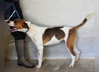 Olli - Quirliges Hundekind braucht dringend Familie