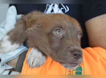 Eurialo - SOS - Dringend Pflegestelle oder neues Zuhause gesucht/Wenn du alles verlierst