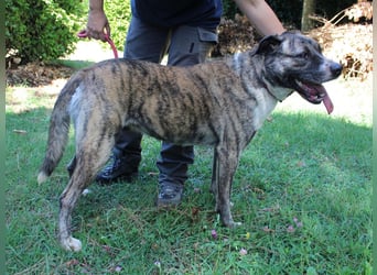 Fionella - Tigerchen sucht Familie