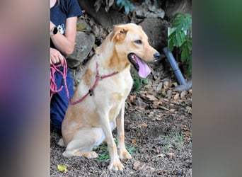 Lilyrose - als kleine Muschel ins Glück!