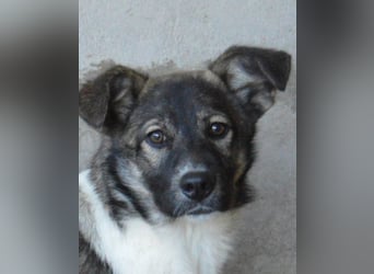 Quelisia - Kleines Schwesterchen, was nun?