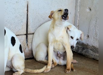 Rodrigue - Ein Anfang, der nie kam