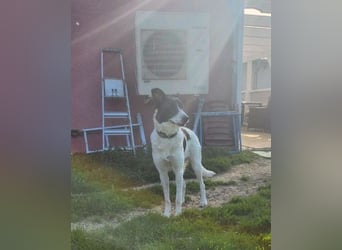 Fioretta - NOTFALL - 2. Lebensglück gesucht