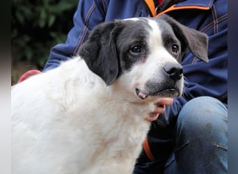 Poldino - Talent zum Seelenhund