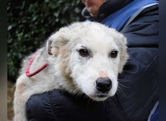 Kemyra - Ein "Wölfchen" sucht sein Rudel