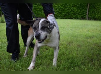 Chucky - Großer Hund sucht großes Herz