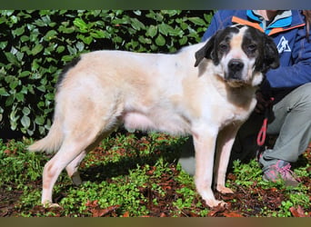 Poldino - Talent zum Seelenhund