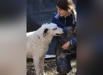 Marni - Dieses Herz hat schon zu lange gewartet
