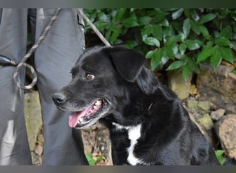 Brogan - Unser Lieblingslabradorpanther - vielleicht bald Ihrer?