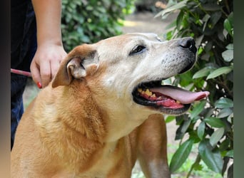 Rinaldo - Gold-Senior sucht dringend Zuhause