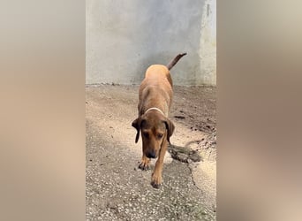 Yola - wie bei Hänsel und Gretel - nur schlimmer