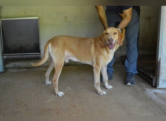 Dioneo - nur ein....!