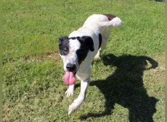 Florentino - Der hübscheste aller Batmans