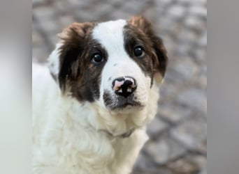 Ingo -  Neunmal werden wir noch wach...