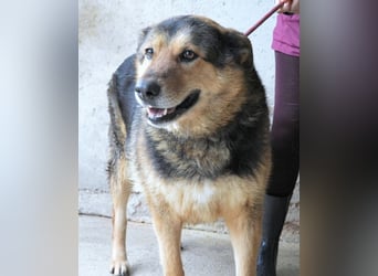 Annalise - Eine liebevolle Gefährtin mit einem sicheren Wesen