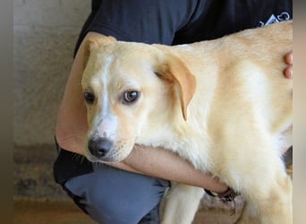 Rodrigue - Ein Anfang, der nie kam