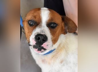 Olli - Quirliges Hundekind braucht dringend Familie