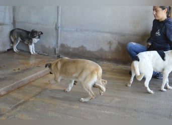 Quivira - Kleines Hundekind, was nun?