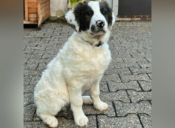 Ingo -  Neunmal werden wir noch wach...