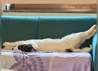 Ingo -  Neunmal werden wir noch wach...