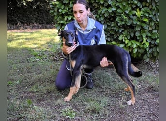 Drifa - vorsichtiges Hundemädchen auf der Suche nach Geborgenheit