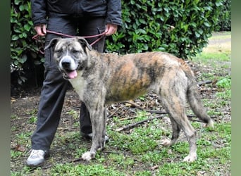 Fionella - Tigerchen sucht Familie