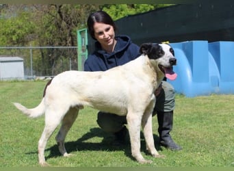 Florentino - Der hübscheste aller Batmans