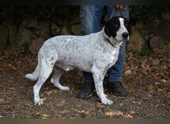 Demetrius - SOS - Sensibler Hund in großer Not