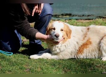 Tish - mit dem wunderschönen Kuschelfell