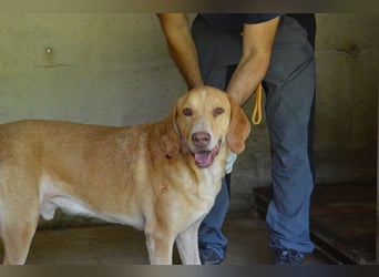 Dioneo - nur ein....!