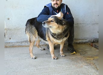 Annalise - Eine liebevolle Gefährtin mit einem sicheren Wesen