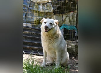 Gea - eine zarte Seele auf der Suche nach ihren Menschen