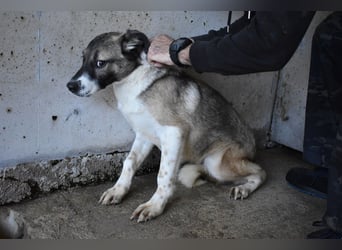 Quorivah - Kleines Hundemädchen, was nun?