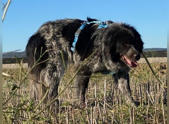 Olivia - Schüchterne Schönheit sucht neue Hunde-Menschen-Familie