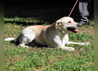 Hughie - macht ein Freundschaftsangebot