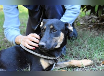 Drifa - vorsichtiges Hundemädchen auf der Suche nach Geborgenheit