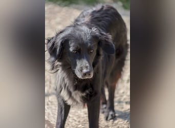 Ibiza - (Dringend Zuhause oder Pflegestelle gesucht) bevor sie im Verborgenem verschwindet