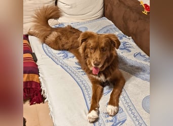 Eurialo - SOS - Dringend neues Zuhause oder Pflegestelle gesucht/Wenn du alles verlierst