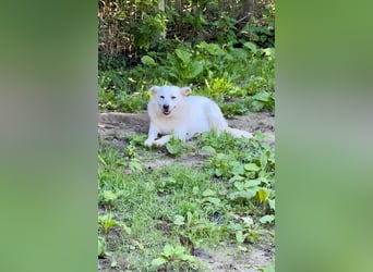 Gea - eine zarte Seele auf der Suche nach ihren Menschen