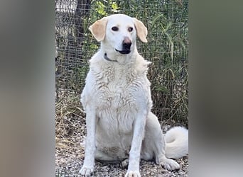 Patty - Vorsichtig auf den Pfoten, groß im Herzen