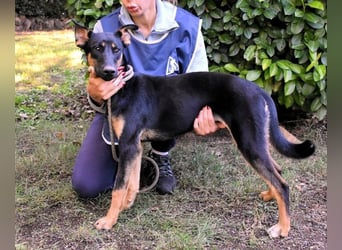 Drifa - vorsichtiges Hundemädchen auf der Suche nach Geborgenheit