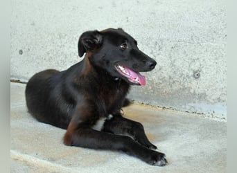 Ouzo - "Und wenn sie nicht weg sind......