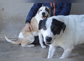 Dayra - freundlich, sanft und bereit für ein schönes Zuhause