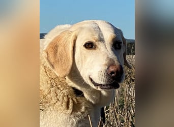 Patty - Vorsichtig auf den Pfoten, groß im Herzen