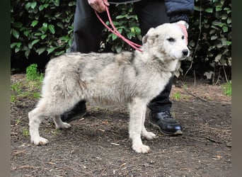 Kemyra - Ein "Wölfchen" sucht sein Rudel