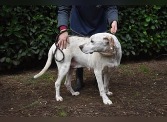 Ginko - SOS - Drei Brüder in großer Not