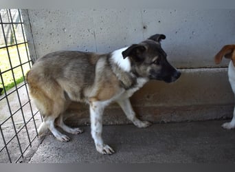 Quorivah - Kleines Hundemädchen, was nun?